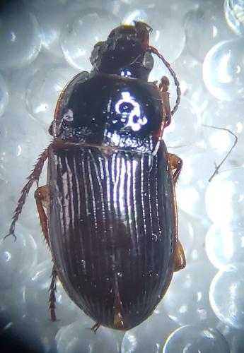 Amara equestris